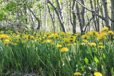 IMG_6747.jpg IMG_6747.jpg