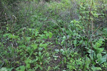 IMG_6977.jpg IMG_6977.jpg