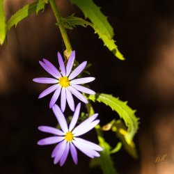 Kolob 2024 -08719-2.jpg