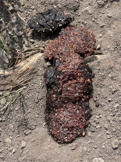 IMG_e8637.JPG IMG_e8637.JPG