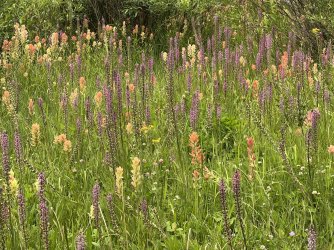 IMG_e8672.JPG IMG_e8672.JPG