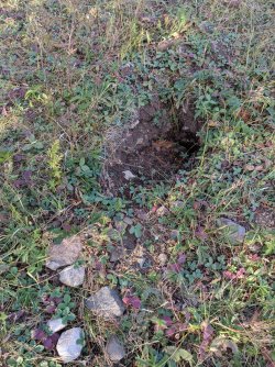 PXL_20240914_234937500.MP.jpg PXL_20240914_234937500.MP.jpg