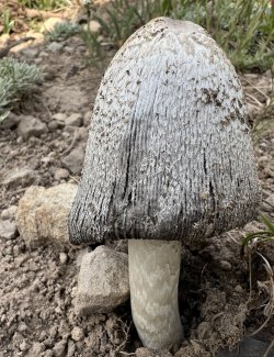 IMG_0168.JPG IMG_0168.JPG