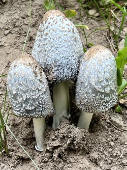 IMG_E0427.JPG IMG_E0427.JPG