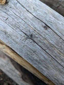 PXL_20240928_141546139.jpg PXL_20240928_141546139.jpg