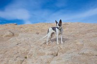 swell-wild-horse-23.jpg swell-wild-horse-23.jpg