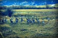 Turkeys up wolf creek.jpg