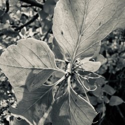 IMG_6268.jpeg IMG_6268.jpeg