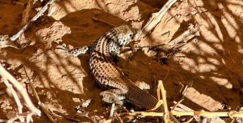 IMG_1741 Copy.JPG IMG_1741 Copy.JPG