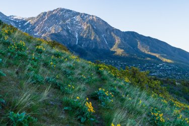 Dragontail 5-25-05894.jpg