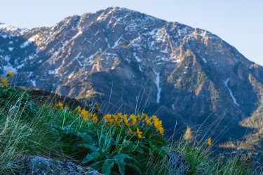 Dragontail 5-25-05898.jpg