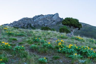 Dragontail 5-25-05901.jpg