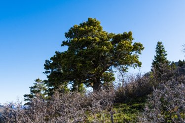 Dragontail 5-25-05931.jpg