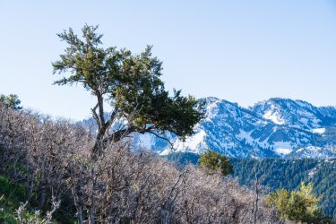 Dragontail 5-25-05937.jpg