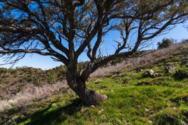 Dragontail 5-25-05973-2.jpg