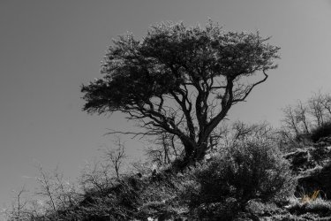 Dragontail 5-25-05974-2.jpg