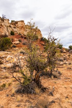 Escalante 05-2025-06410.jpg