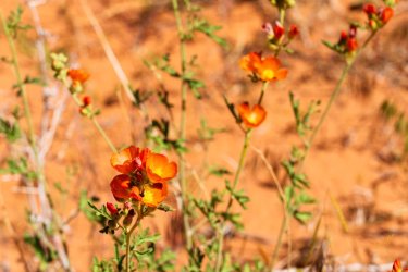 Escalante 05-2025-06142.jpg