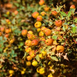 Escalante 05-2025-06143.jpg