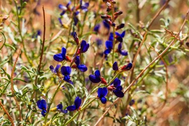 Escalante 05-2025-06147.jpg