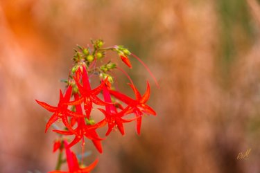 Escalante 05-2025-06163.jpg