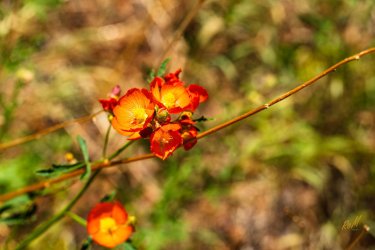 Escalante 05-2025-06211.jpg