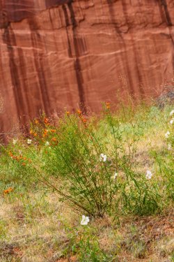 Escalante 05-2025-06276.jpg