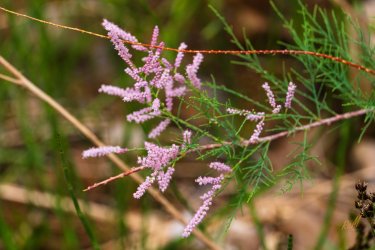 Escalante 05-2025-06305.jpg