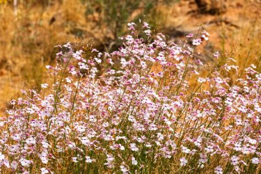 Escalante 05-2025-06351.jpg