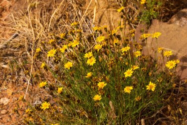 Escalante 05-2025-06362.jpg