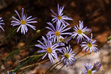 Escalante 05-2025-06383.jpg