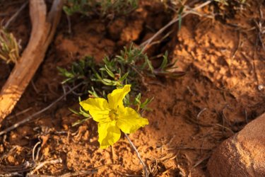 Escalante 05-2025-06455.jpg