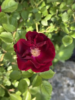 IMG_2582.jpg
