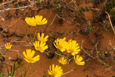 Dark Canyon 6-2025-06743.jpg