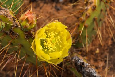 Dark Canyon 6-2025-06753.jpg