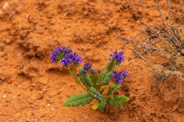 Dark Canyon 6-2025-06787.jpg