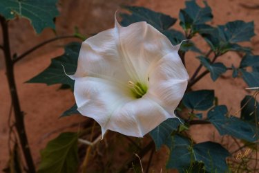 Dark Canyon 6-2025-06917-2.jpg