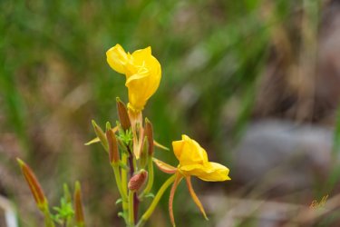 Dark Canyon 6-2025-07364-2.jpg