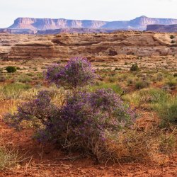 Dark Canyon 6-2025-07447-2-2.jpg