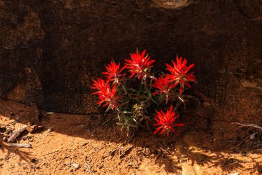 Dark Canyon 6-2025-07566-2.jpg