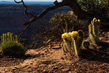 Dark Canyon 6-2025-08004.jpg