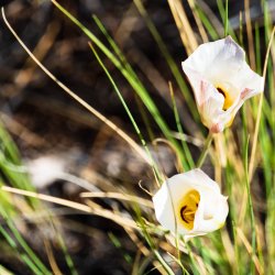 Dark Canyon 6-2025-08020.jpg