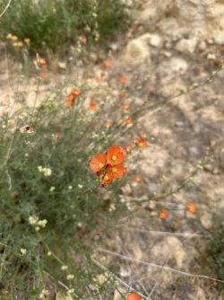 IMG_2927.jpg