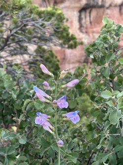 IMG_3093.jpg