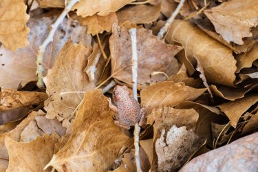 Dark Canyon 6-2025-07347-2.jpg