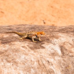 Dark Canyon 6-2025-07392-2.jpg