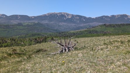 PXL_20250608_173158478_Large.jpg PXL_20250608_173158478_Large.jpg
