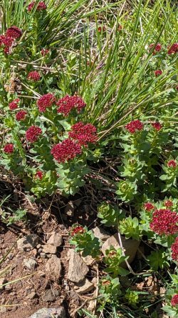 PXL_20250611_170657113.jpg PXL_20250611_170657113.jpg