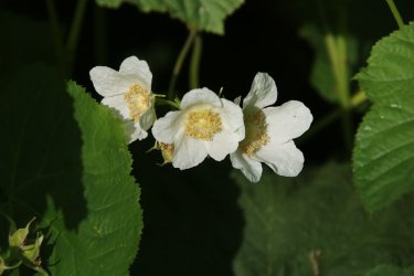 29.jpg 29.jpg