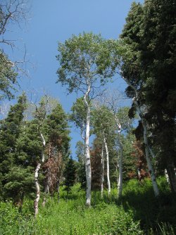 29b.jpg 29b.jpg
